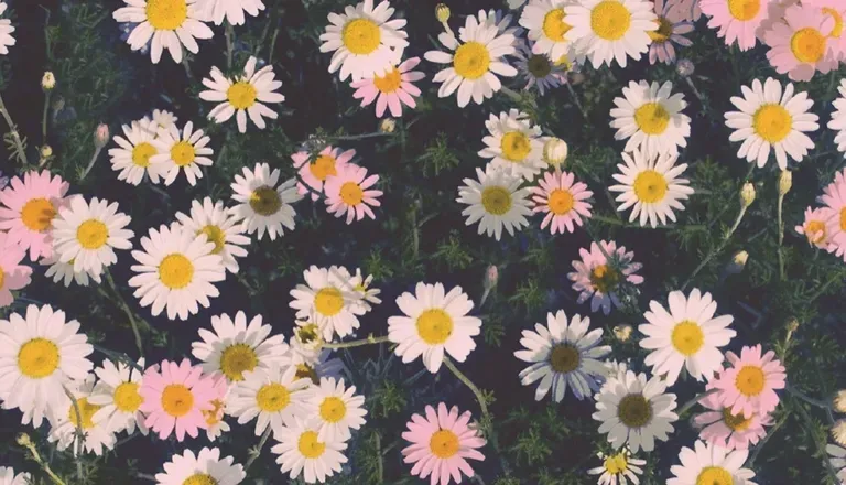 OnlyFans cuenta daisyfansonly header 1