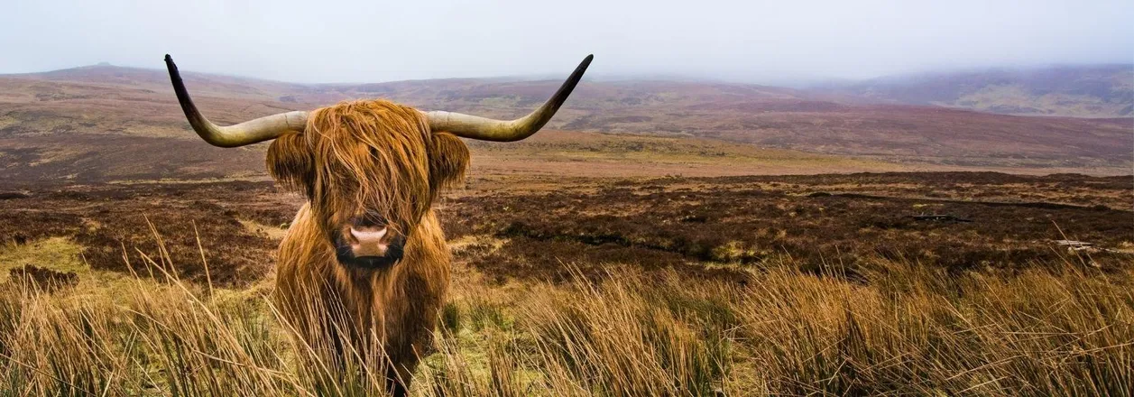 OnlyFans cuenta scottishhunter header 2