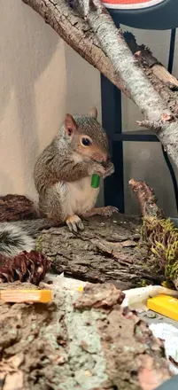 OnlyFans account  squirrelbucky avatar 1