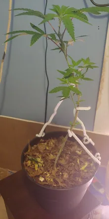 OnlyFans cuenta spark_sparks header 2