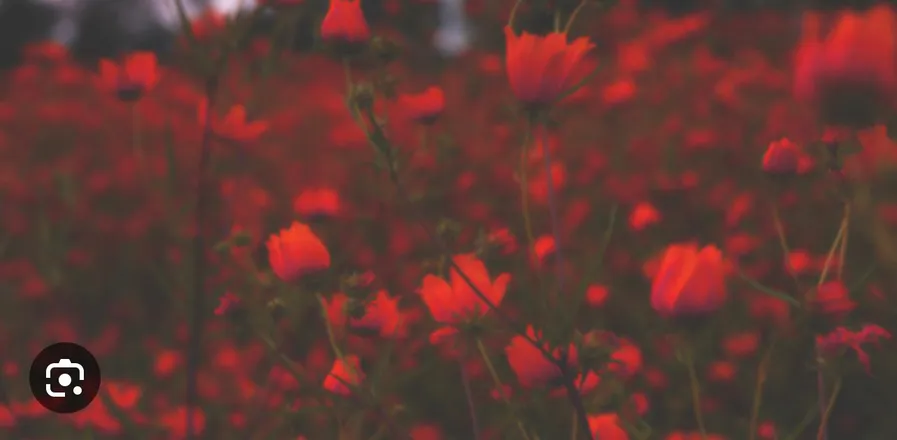 OnlyFans cuenta deadbamboo header 2