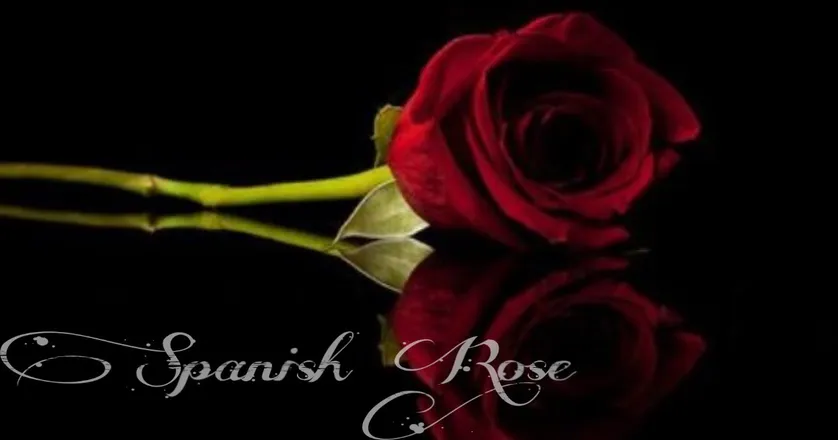 OnlyFans cuenta spanishrose8 header 2