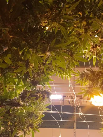 OnlyFans cuenta cannaseasmagick header 2