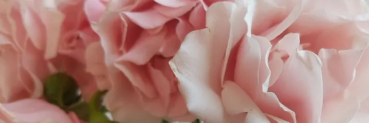 OnlyFans cuenta wrenrhubarb header 2