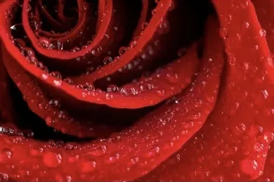 OnlyFans cuenta lilr0se header 2