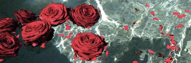 OnlyFans cuenta itsnot_rose header 2