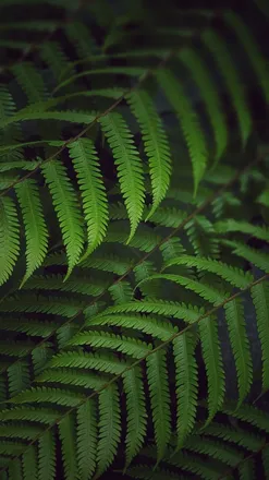 OnlyFans cuenta junglepaws header 2