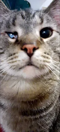 OnlyFans cuenta kitcatmeowston avatar 1