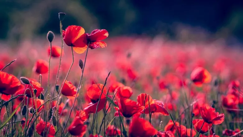 OnlyFans cuenta lovelyflowerssss header 1