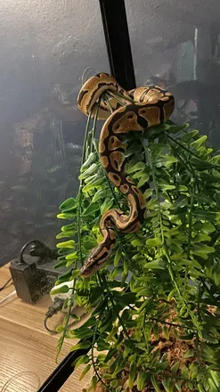 OnlyFans cuenta milathesnake avatar 1