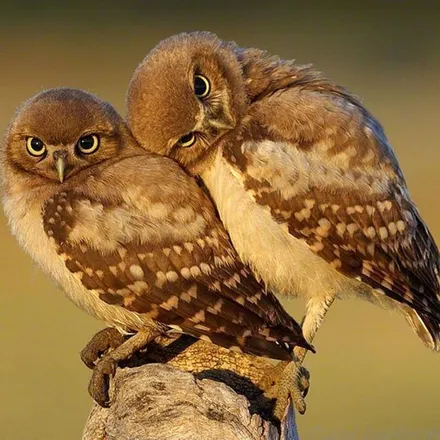 OnlyFans cuenta dirtyowl header 1