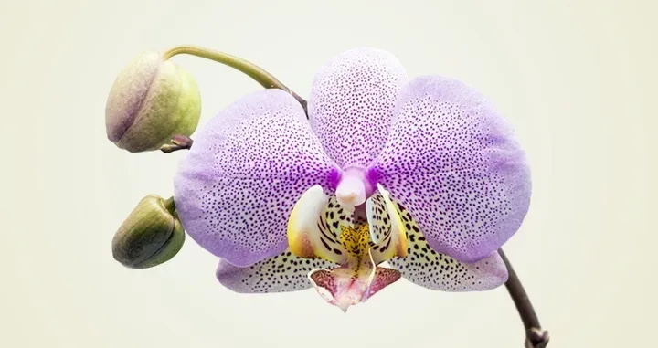 OnlyFans cuenta transorchid header 2