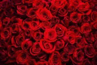 OnlyFans cuenta fairygoth333 header 2