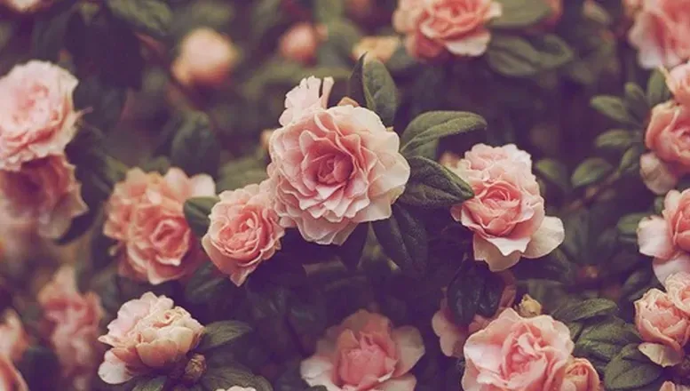 OnlyFans cuenta ciarareckless header 2