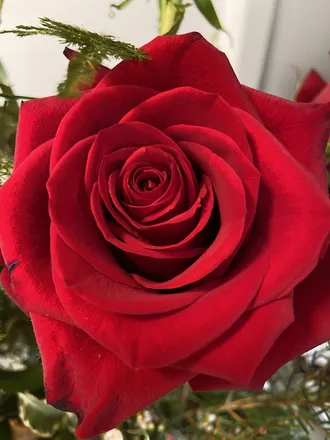 OnlyFans cuenta sapphirerose99 header 2