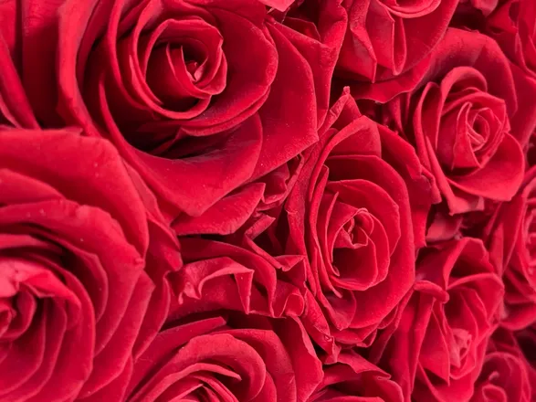 OnlyFans cuenta mirkofin header 2