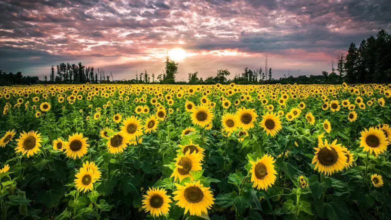 OnlyFans cuenta sunflowervibes20 header 2