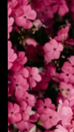 OnlyFans cuenta britney_hilton header 2