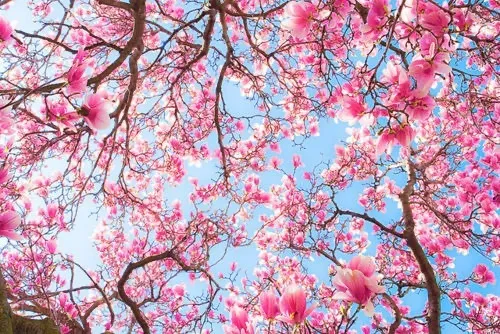 OnlyFans cuenta trulivingblossom header 2