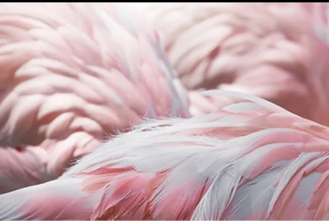 OnlyFans cuenta rachellalmonte header 2