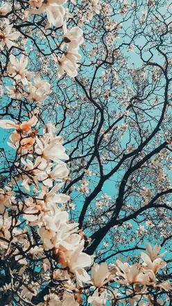 OnlyFans cuenta xocalico header 2