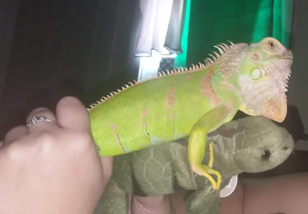 OnlyFans account  lizardlady header 2