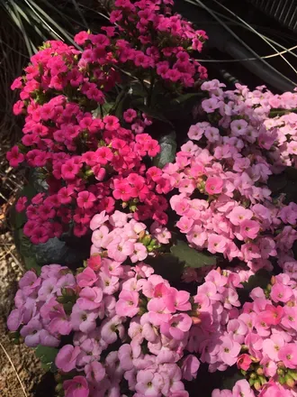 OnlyFans cuenta floraxbaby header 2