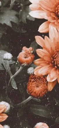 OnlyFans cuenta lizzyharris header 2