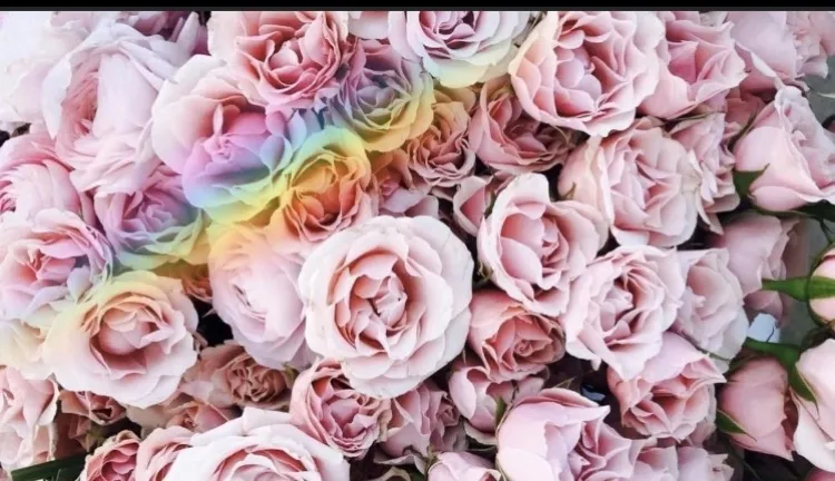 OnlyFans cuenta the_bestof_jasminemarie header 2
