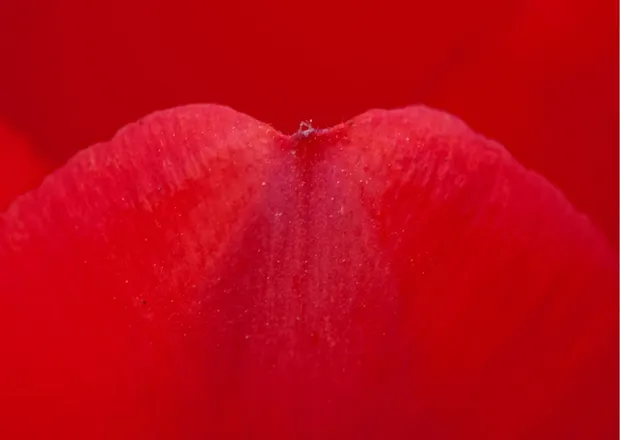 OnlyFans account  whitevelvet123 header 1