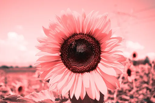 OnlyFans cuenta sweet.catt header 2