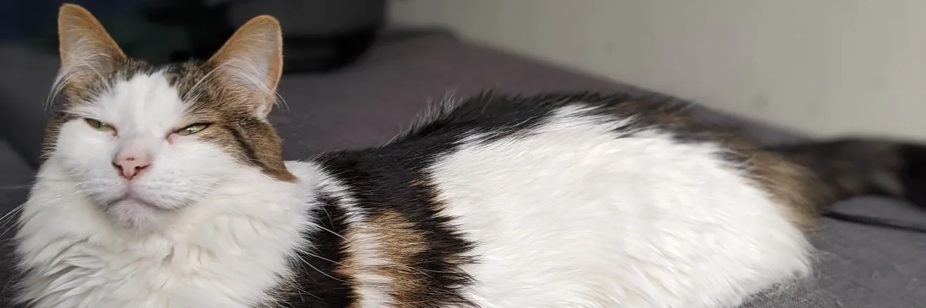 OnlyFans cuenta balrogmeowgoth header 2