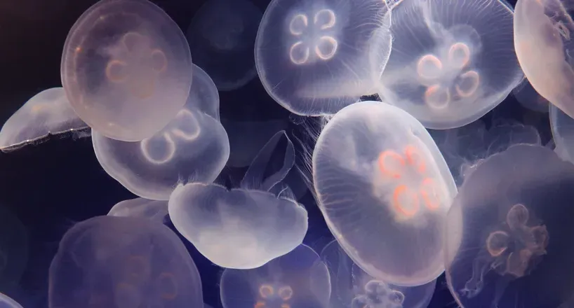 OnlyFans cuenta asiariverax header 2