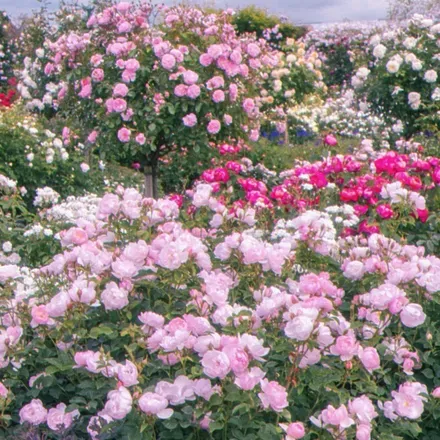 OnlyFans cuenta earth-and-roses header 2