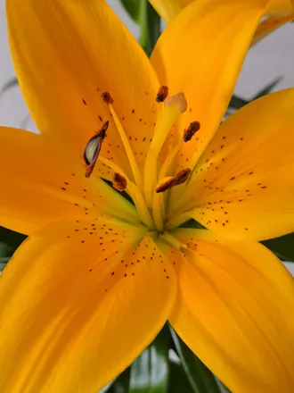 OnlyFans cuenta curious_butterfly header 2