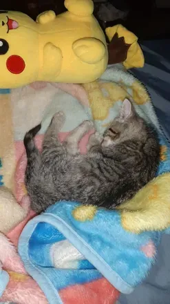 OnlyFans cuenta liliththecutekitten avatar 1