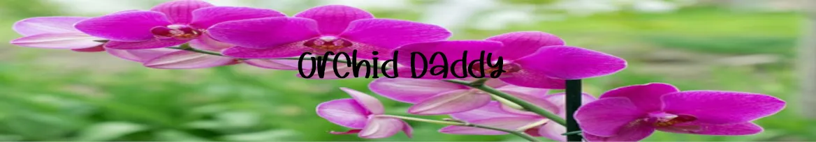 OnlyFans cuenta orchid_daddy header 2