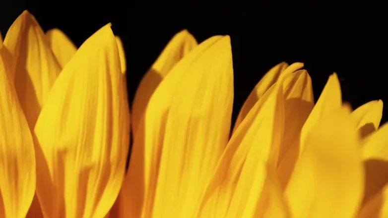 OnlyFans cuenta faefux header 2