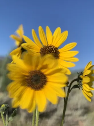 OnlyFans cuenta pushiingdaisies header 2