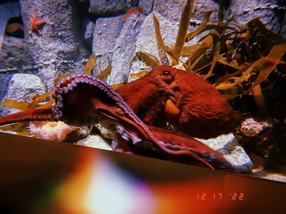 OnlyFans cuenta spicysushiroll95 header 2