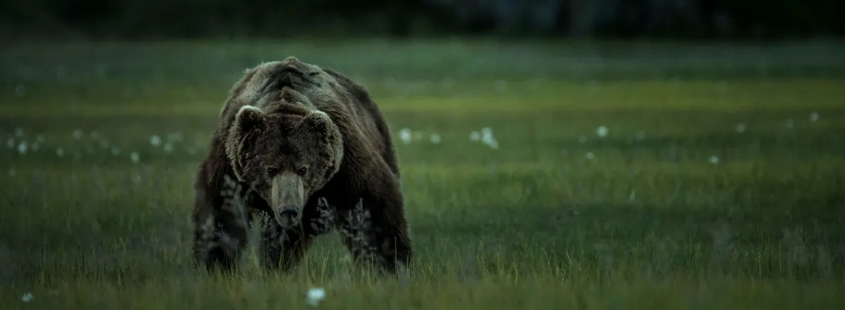 OnlyFans cuenta bear-rythem header 2