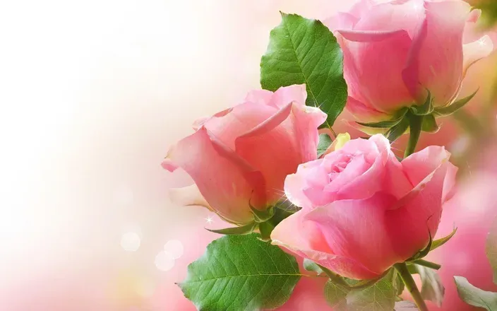 OnlyFans cuenta prunela header 1