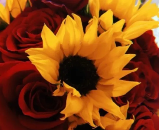 OnlyFans account  mrs_sunflower1 header 2