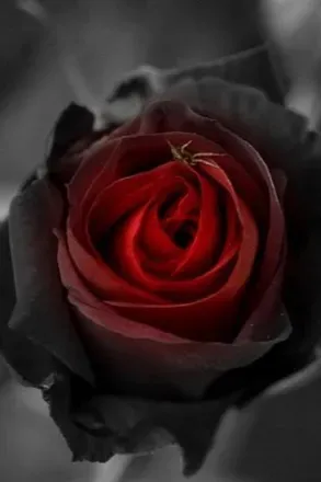 OnlyFans cuenta vicxroses avatar 1