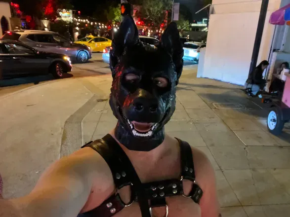 OnlyFans cuenta shadowpup1818 avatar 1