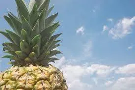 OnlyFans account  pineappleflow header 2