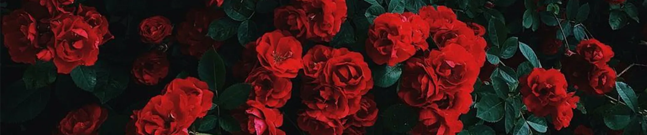 OnlyFans cuenta whosthatgirllxo header 2