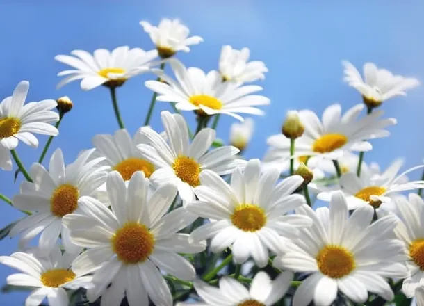 OnlyFans cuenta daisy1595 header 1