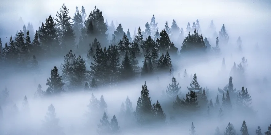 OnlyFans cuenta fog_dog header 2