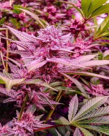 OnlyFans cuenta theweedkid902 avatar 1